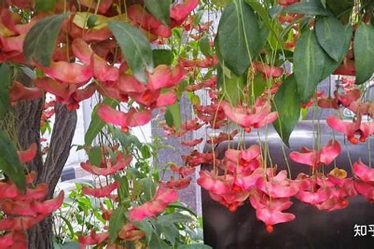 摇钱树施肥方法