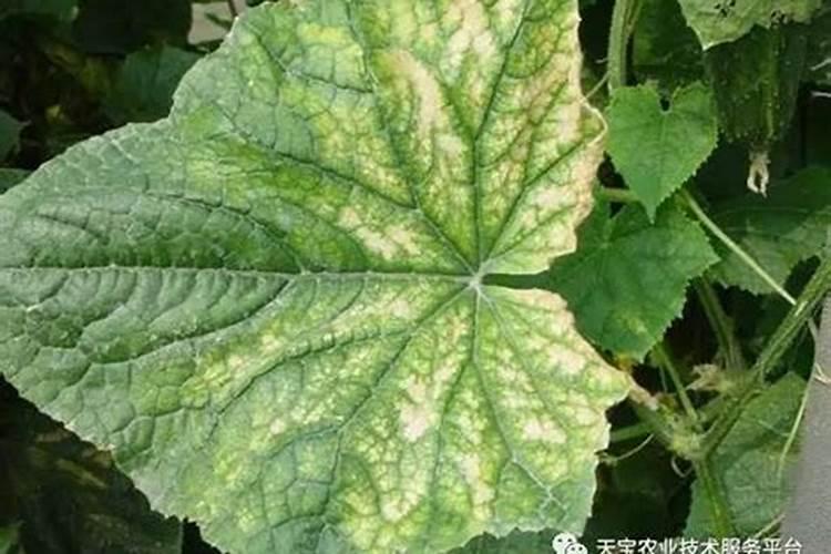 第一年葡萄小苗怎样施肥
