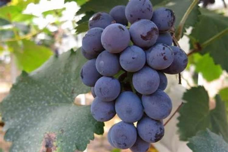 效果很好葡萄治疗性杀菌剂有哪些