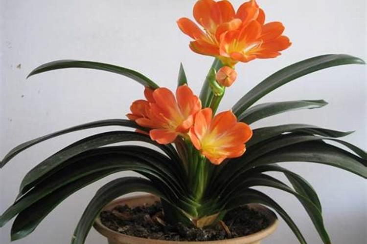 君子兰复合肥怎么用