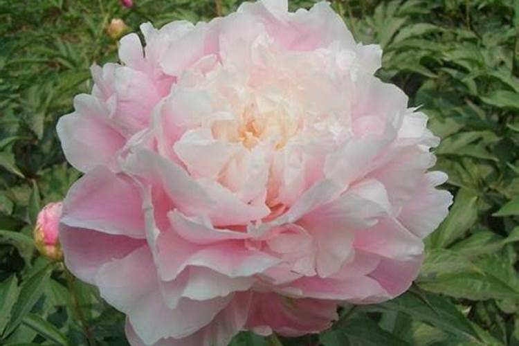 芍药刚出芽如何施肥