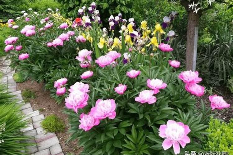 芍药施什么肥最好