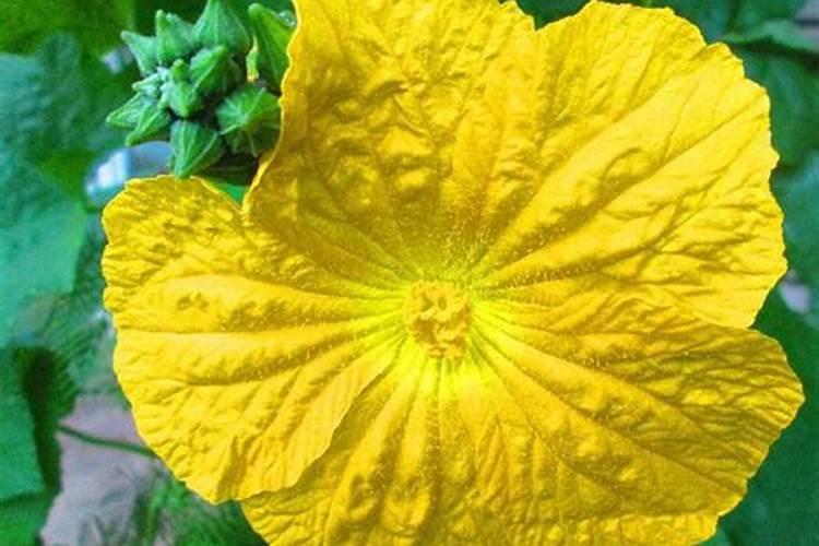 大棚丝瓜该如何种植？怎样才能提高产量？