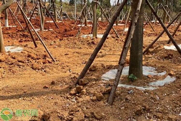 新移栽的树多久可以施肥