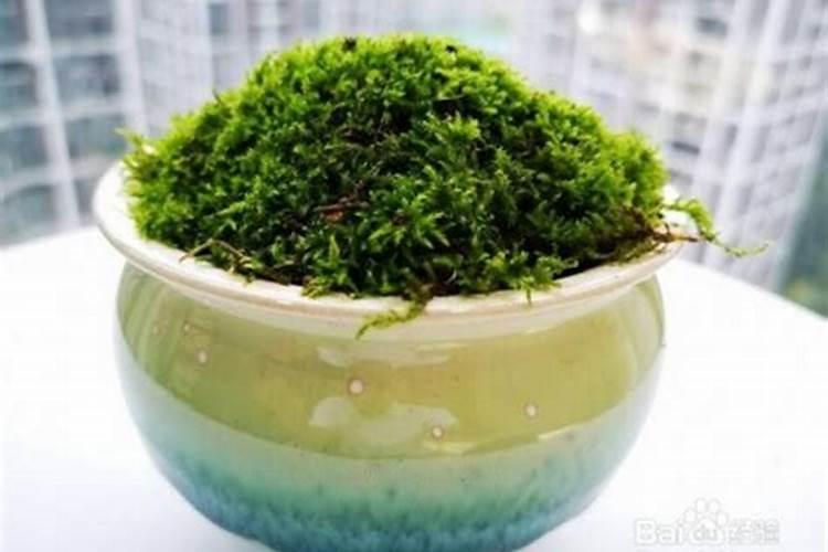 西葫芦药害,还又救吗