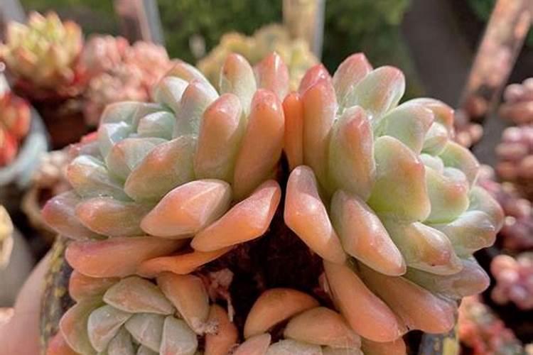 钾肥对多肉的作用