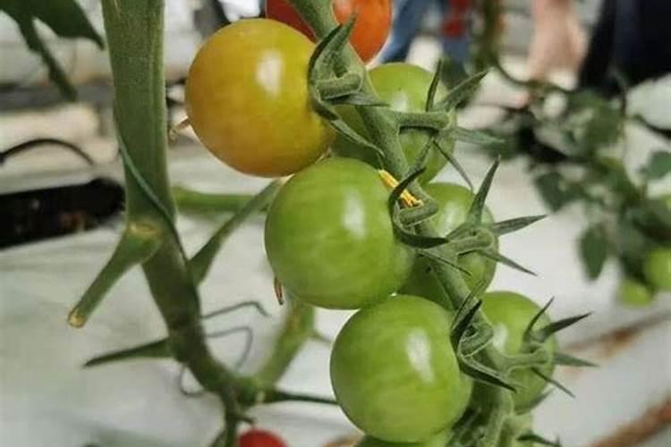 大棚种植辣椒能高产？科学用肥有讲究,用对了辣椒产量高效益好