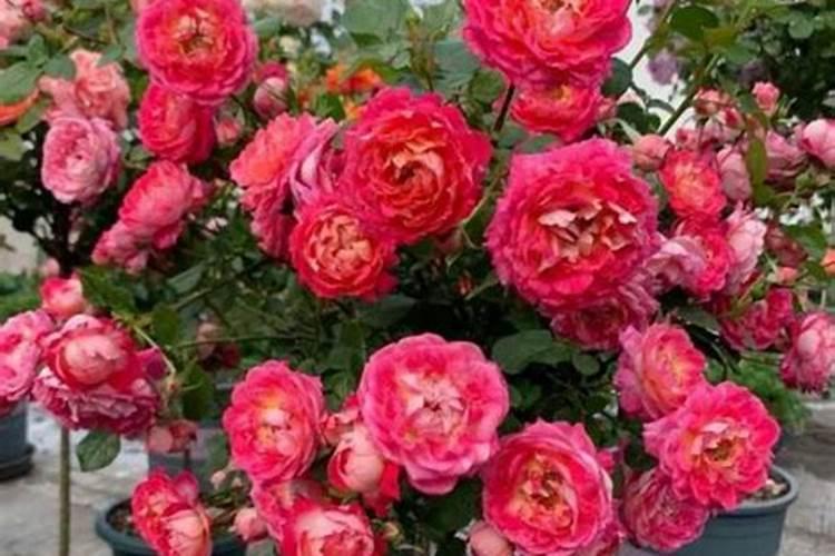 怎样给月季叶面施肥