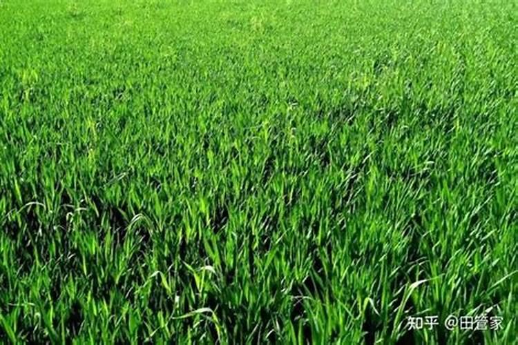 一亩地施多少磷肥合适  磷肥什么时间施最好