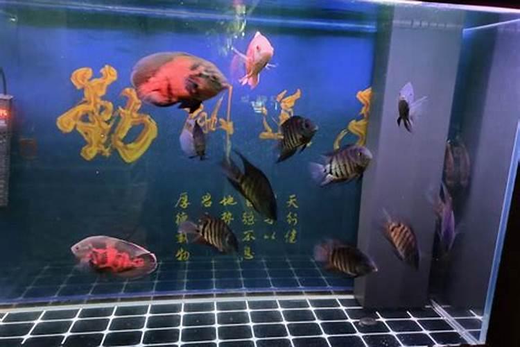 鱼屎可以代替无机盐肥料吗？