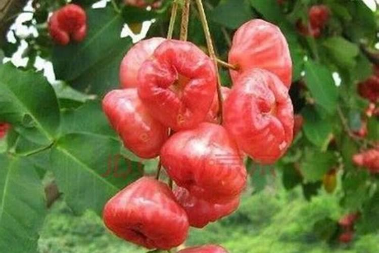 莲雾怎么种植,莲雾的种植方法