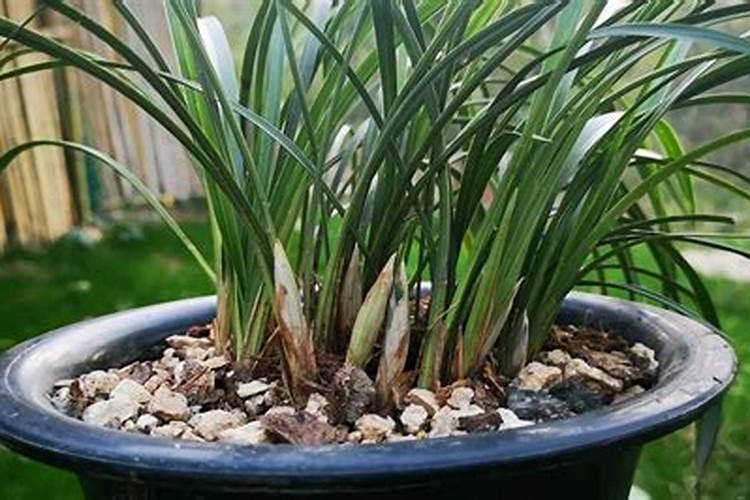 刚上盆兰花什么时候上肥好(刚种下去兰花的施肥技巧)