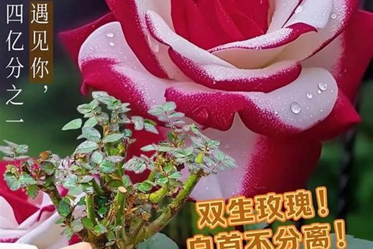 丹麦风铃花谢了怎么办