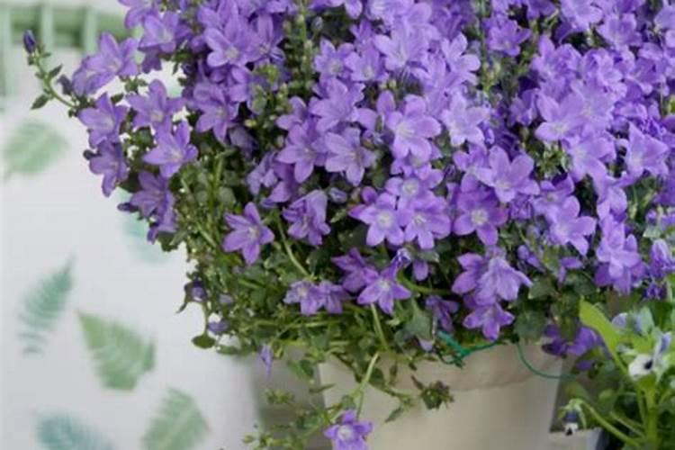 丹麦风铃没了怎么办？