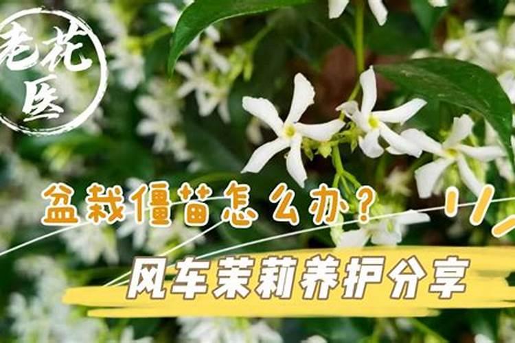 植物芸苔素的作用