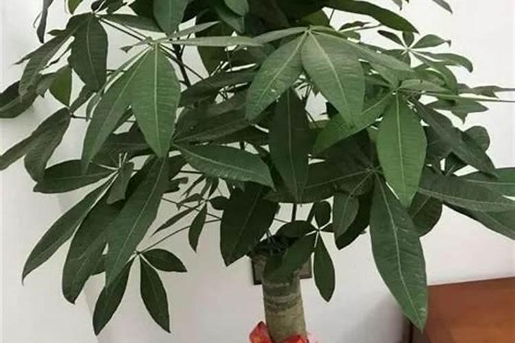 发财树用什么肥料最好