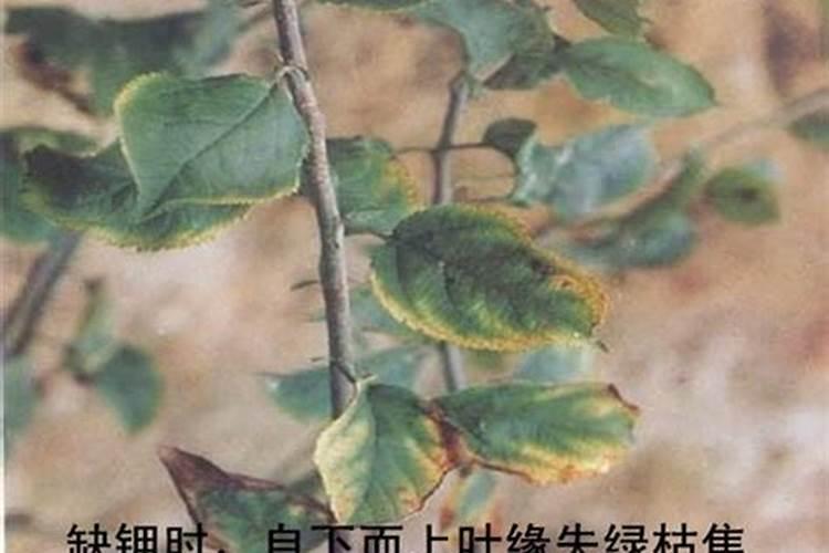 苹果树缺氮磷钾的症状及防治方法