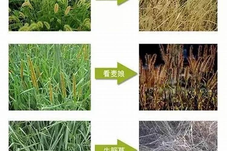 一丈红小苗在北方冬季能过冬吗？