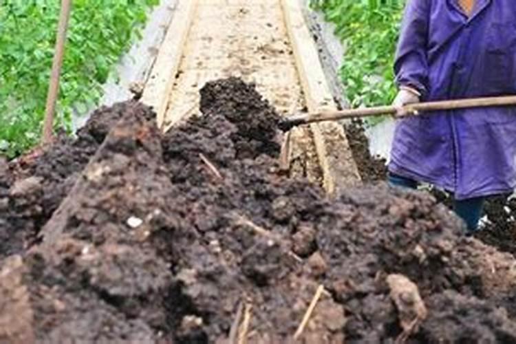 人的粪便多久才能施肥