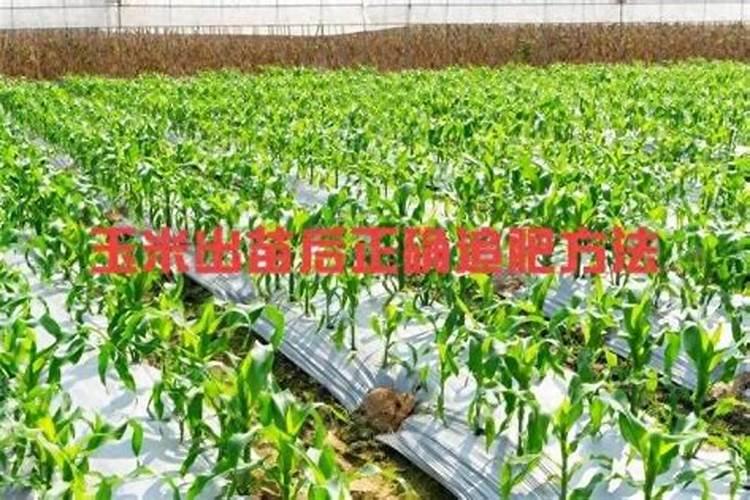 玉米出苗多久才能施第一次肥