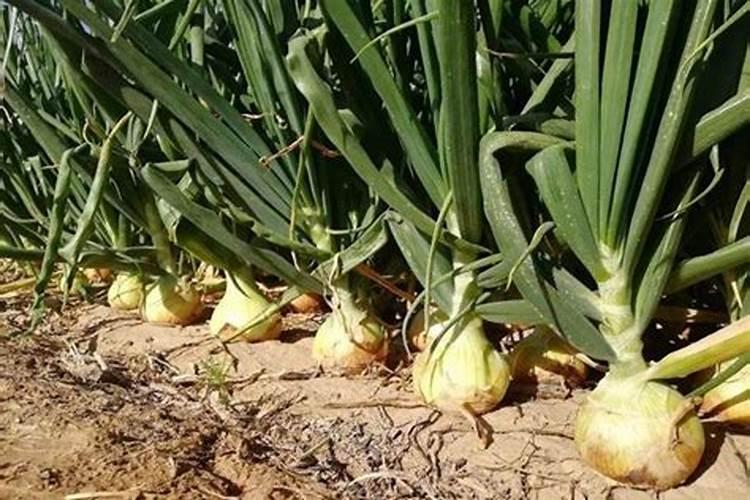 洋葱怎么施肥？洋葱种植方法及播种时间