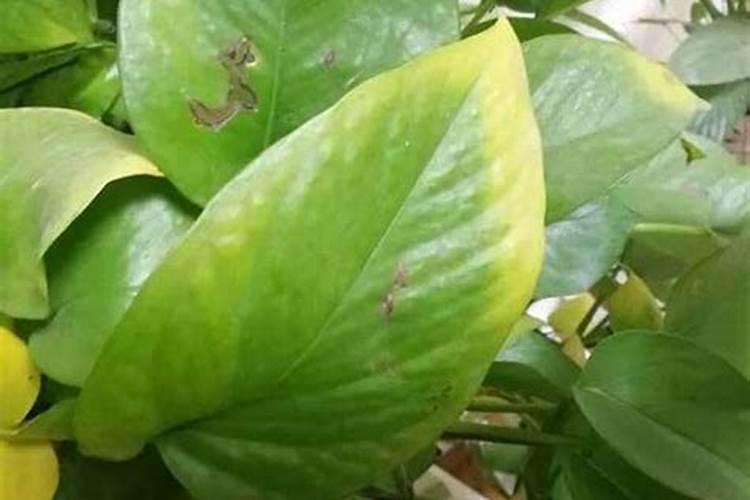 核桃树化肥过量烧叶子怎么办？