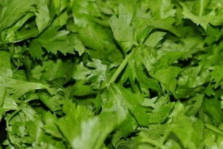 芹菜病害什么药效果好