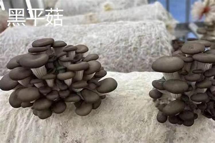 三角梅夏天可以施肥吗怎么施