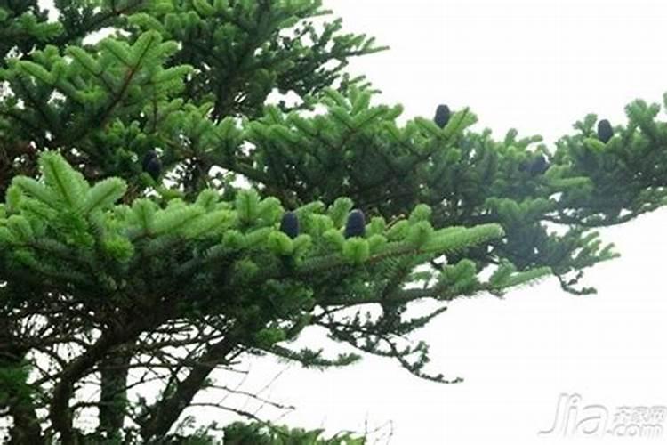 桔子树移栽多久证明已存活