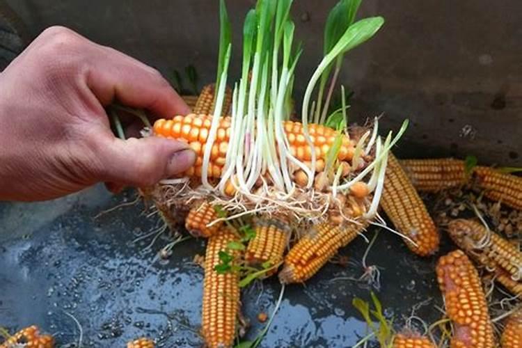 玉米追肥应该在下雨前还是下雨后？最佳的追肥时间是什么时候？