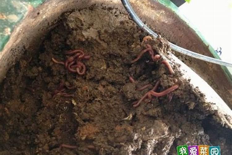 磷钾肥在植物生长中的作用分别是什么？
