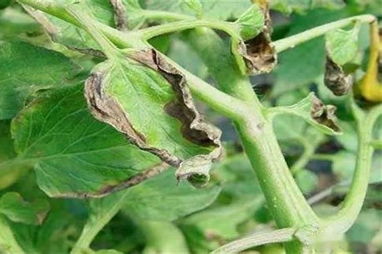 镁肥能撒在植物叶子上,怎么搭拉叶了？