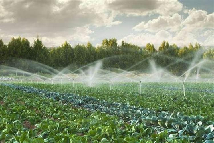 钾肥兑水可以灌溉吗？