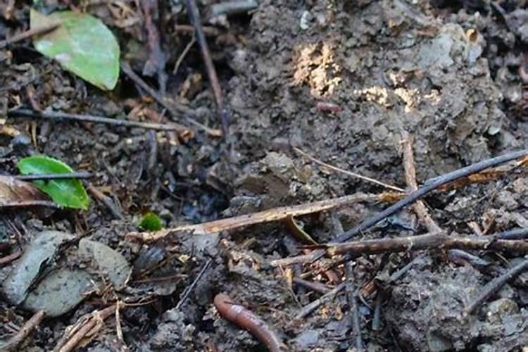 粪便有重量吗 ？一般人一次排出多少