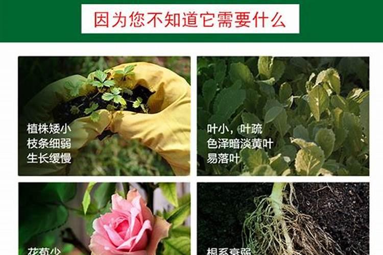 复合肥养花是兑水用好还是埋进土里效果好？