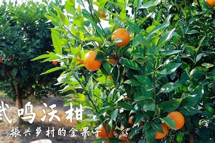 7月份柑橘可用磷肥吗