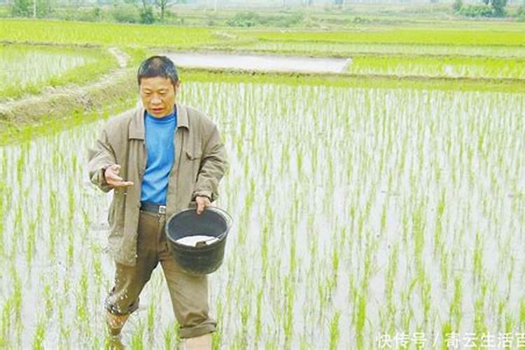 水稻种植尿素怎么使用 水稻种植尿素正确使用方法
