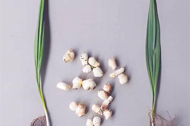 芋头什么时候施肥比较好？该如何进行施肥？