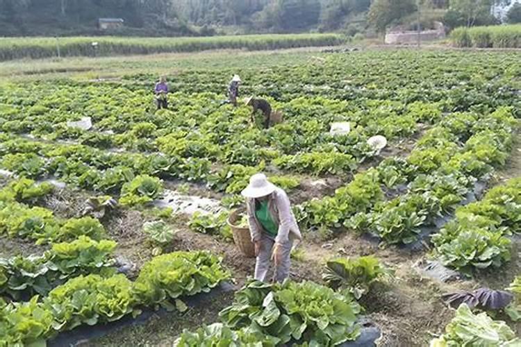 水溶肥排名前十位的有哪些品牌