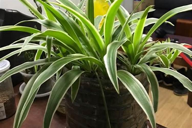 怎样让金边吊兰爆盆