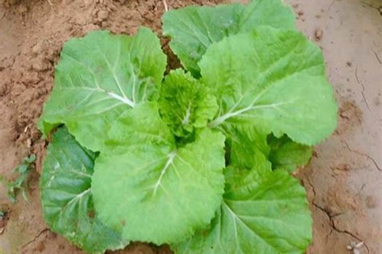 白菜追肥用什么肥料好