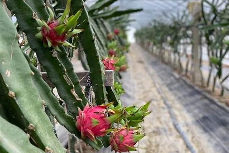 火龙果怎么进行水肥管理？火龙果用什么肥料比较好？