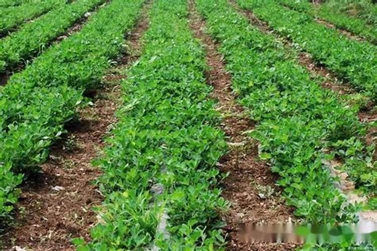 花生出苗后多久施肥