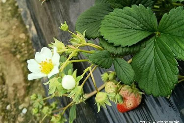 草莓什么时候冲高钾肥？草莓用什么水溶肥？