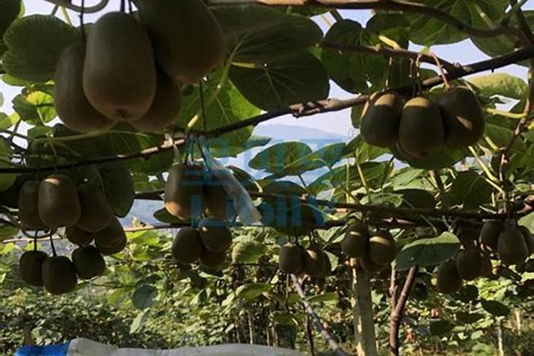 更绿 更密 更健康助邦农服水溶肥在猕猴桃上的应用效果