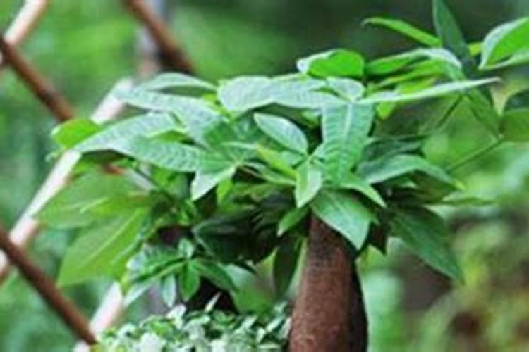 发财树春天施肥方法