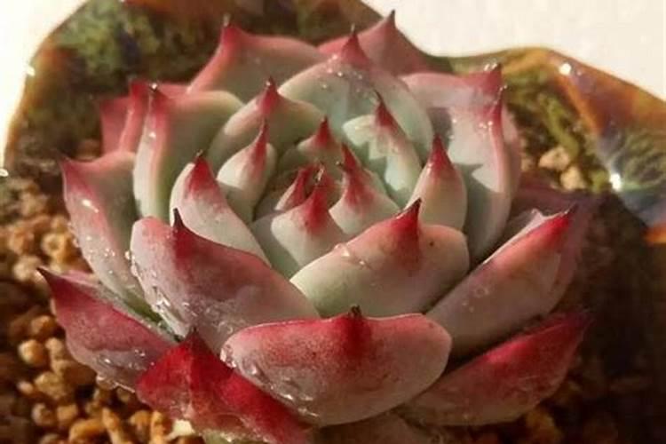 多肉要上什么肥料