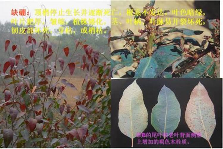 桉树施肥的正确方法