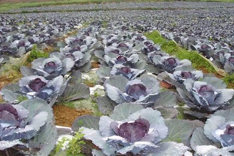 甘蓝施什么肥最好