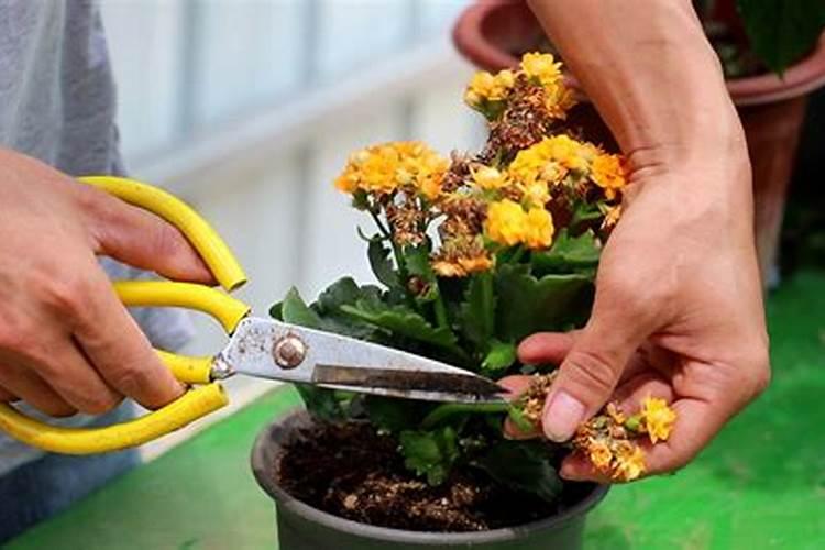 长寿花开花期间能施肥吗